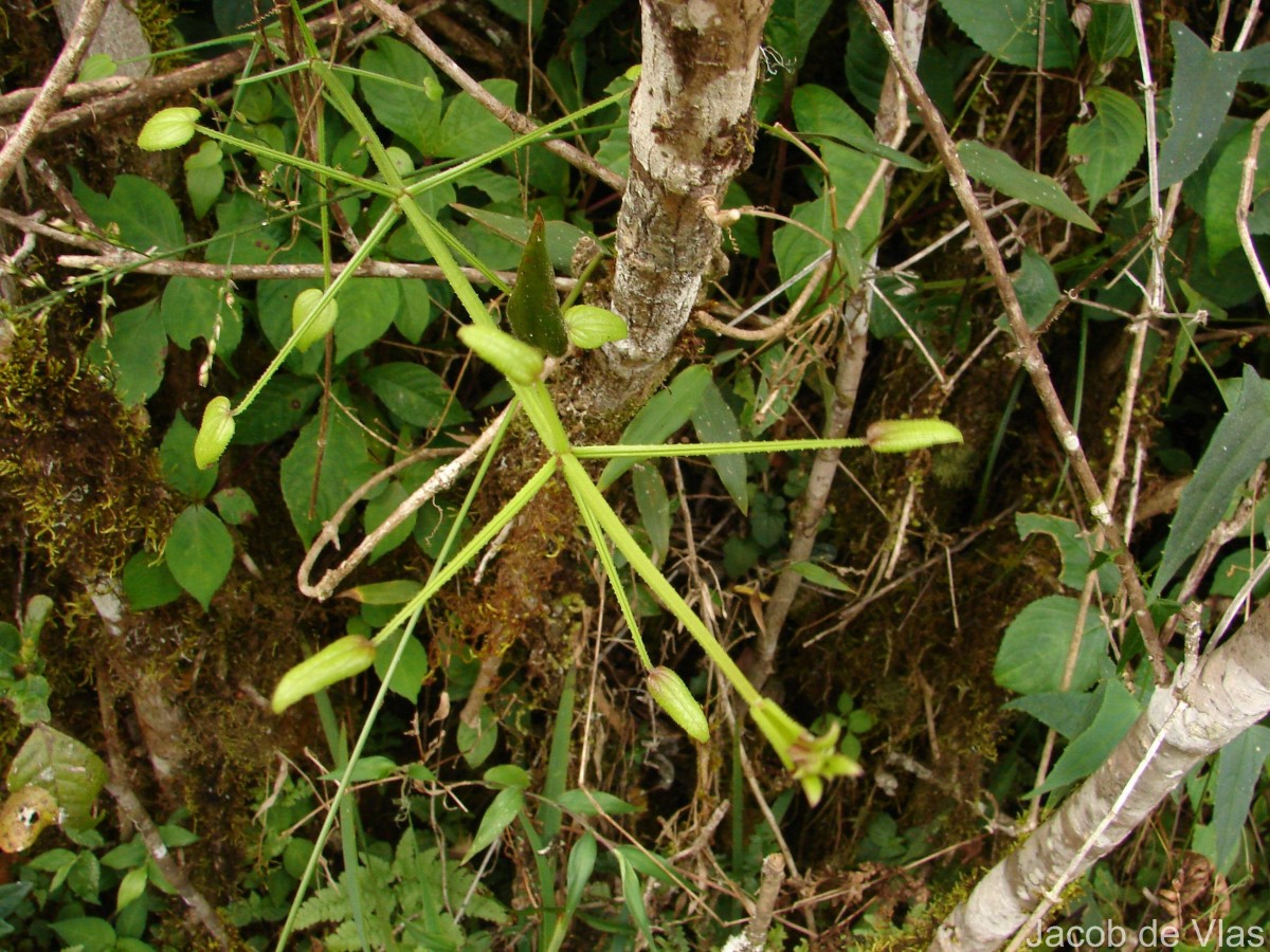 Rubia cordifolia L.